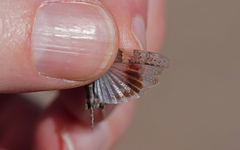 Sphingonotus pachecoi