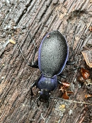 Carabus problematicus