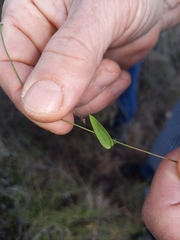 Metastelma barbigerum