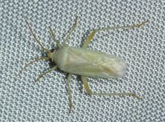 Orthotylus