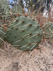 Opuntia phaeacantha