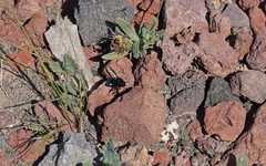 Melecta caroli