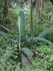 Musa ornata