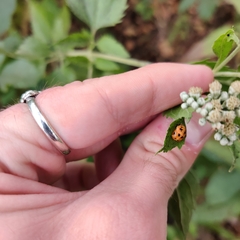 Harmonia axyridis