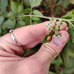 Harmonia axyridis