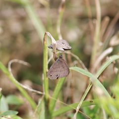 Hermeuptychia canthe