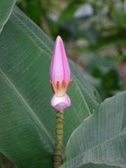 Musa ornata