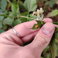 Harmonia axyridis