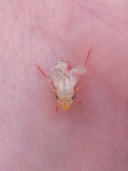 Homalodisca insolita