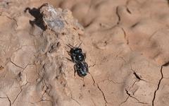 Osmia submicans