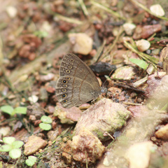 Hermeuptychia canthe