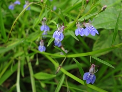 Lobelia flaccida