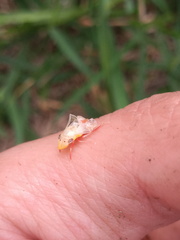 Homalodisca insolita