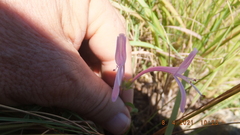 Syncolostemon ngwenyi