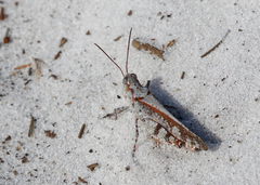 Spharagemon marmorata