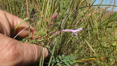 Syncolostemon ngwenyi