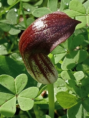 Arisarum simorrhinum
