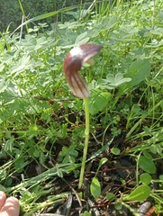 Arisarum simorrhinum