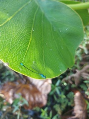 Acanthagrion quadratum