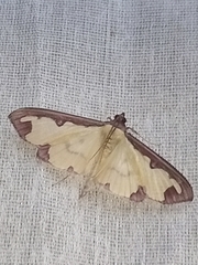 Cadarena pudoraria