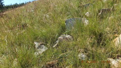 Syncolostemon ngwenyi