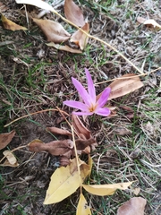 Colchicum autumnale