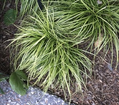 Carex oshimensis