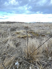 Castilleja levisecta