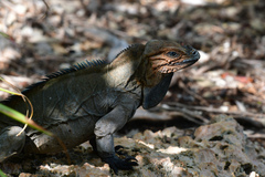 Cyclura cornuta