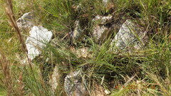 Syncolostemon ngwenyi