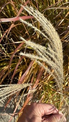 Miscanthus sacchariflorus