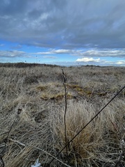 Castilleja levisecta