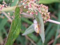 Homalodisca insolita