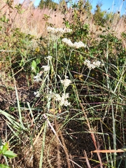 Eriogonum multiflorum