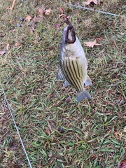 Morone mississippiensis