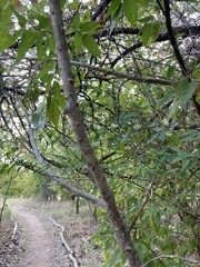 Zanthoxylum clava-herculis