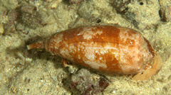 Conus geographus