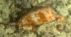 Conus geographus