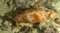 Conus geographus