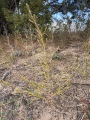 Cordylanthus wrightii