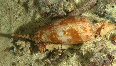 Conus geographus