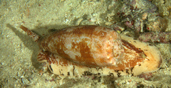 Conus geographus