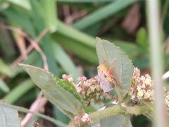 Homalodisca insolita