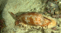 Conus geographus