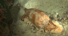 Conus geographus