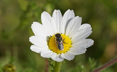 Osmia latreillei