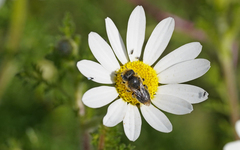 Osmia latreillei