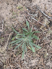 Mentzelia multiflora