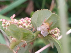 Homalodisca insolita