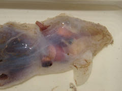 Stauroteuthis syrtensis